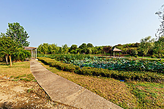 soi cau la